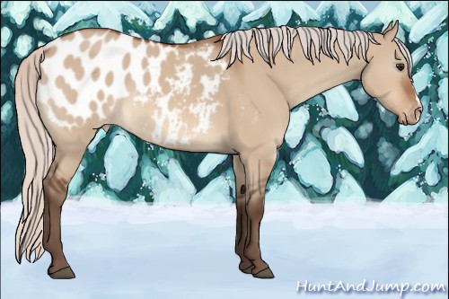 Horse Color:Silver Bay Dun Appaloosa 