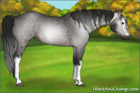 Horse Color:Gray White Spotted Brown 