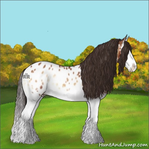 Horse Color:Bay Onyx Splash Appaloosa 