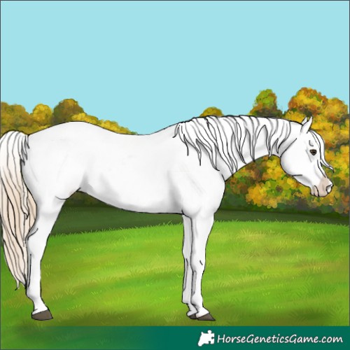Horse Color:White Spotted Chocolate Palomino Roan Appaloosa 