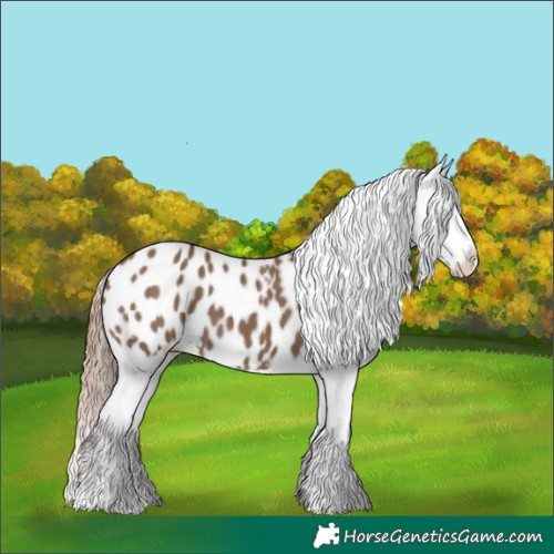 Horse Color:Liver Red Dun Appaloosa 