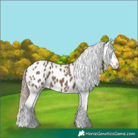 Horse Color:Liver Red Dun Appaloosa 