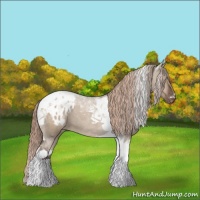 Horse Color:Liver Red Dun Tobiano Appaloosa 