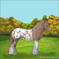 Horse Color:Liver Red Dun Tobiano Appaloosa 