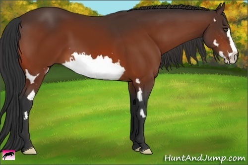 Horse Color:Bay Splash Frame 
