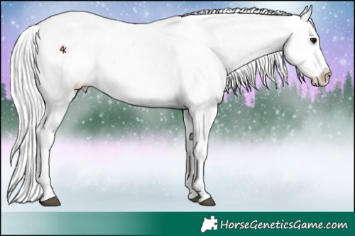 Horse Color:Platinum White Spotted Silver Grullo Sabino Splash Appaloosa 