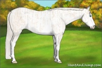 Horse Color:Perlino Sabino  and Perlino Sabino 