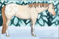 Horse Color:Gold Champagne Dun Tobiano Appaloosa 