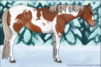 Horse Color:Silver Bay Tobiano Appaloosa 