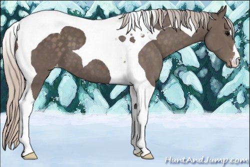 Horse Color:Silver Black Tobiano Appaloosa 