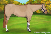 Horse Color:Red Dun 
