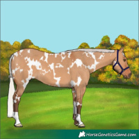 Horse Color:White Spotted Silver Bay Dun