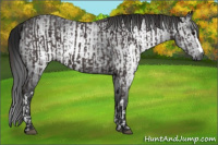 Horse Color:Smoky Black  and Gray Smoky Black 