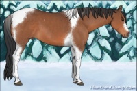 Horse Color:Bay Tobiano 