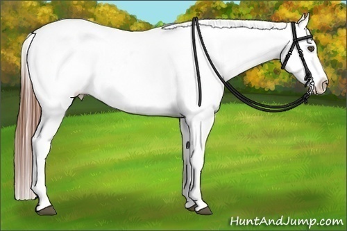 Horse Color:Bay Sabino Varnish 