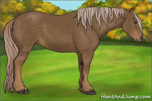 Horse Color:Chocolate Palomino 