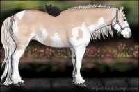 Horse Color:Silver Bay Dun Splash Tobiano Rabicano 