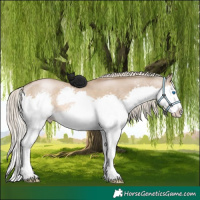 Horse Color:Chocolate Palomino Pearl Splash 