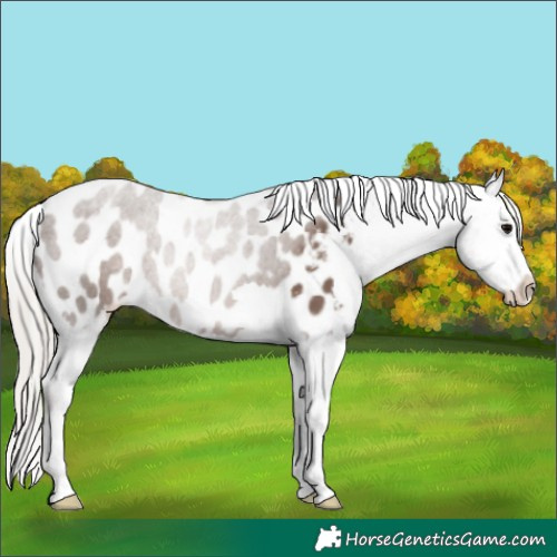 Horse Color:Silver Black Appaloosa