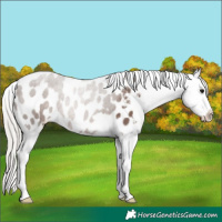 Horse Color:Silver Black Appaloosa