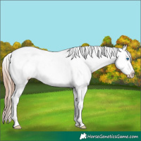 Horse Color:Gold Champagne Dun Splash Snowflake Varnish 