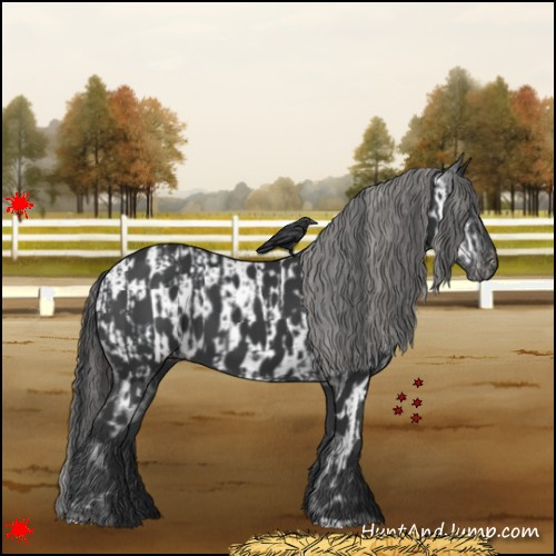 Horse Color:Black  and Black Appaloosa 
