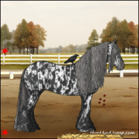 Horse Color:Black  and Black Appaloosa 