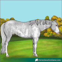Horse Color:Silver Grullo Chinchilla Sabino 