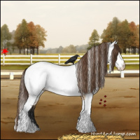 Horse Color:White Spotted Bay Roan Dun Appaloosa