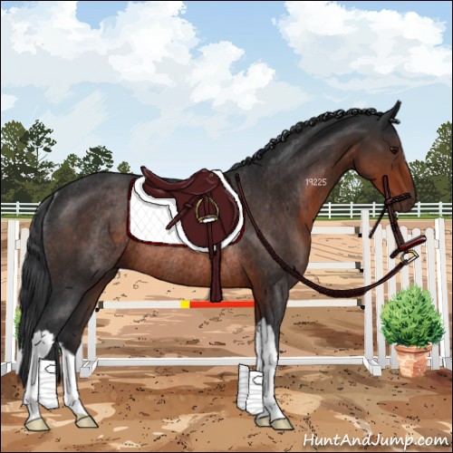 Horse Color:Brown Rabicano 
