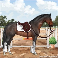 Horse Color:Brown Rabicano 