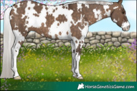 Horse Color:White Spotted Silver Brown Dun Sabino 
