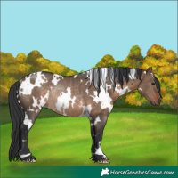 Horse Color:White Spotted Brown Dun Rabicano 
