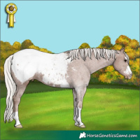 Horse Color:Silver Black Appaloosa 