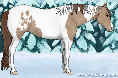 Horse Color:Classic Champagne Tobiano Blanket