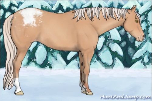 Horse Color:Silver Amber Champagne Varnish