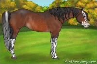 Horse Color:Brown Rabicano  and Brown Splash Rabicano 