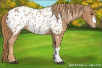 Horse Color:Chestnut Appaloosa