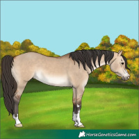 Horse Color:Bay Dun 