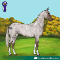 Horse Color:Silver Blue Roan Tobiano Rabicano 