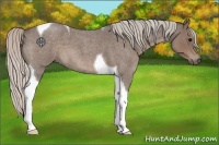 Horse Color:Silver Blue Roan Tobiano 