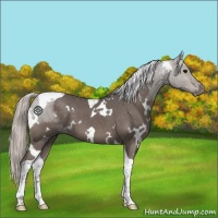 Horse Color:White Spotted Silver Black Tobiano 