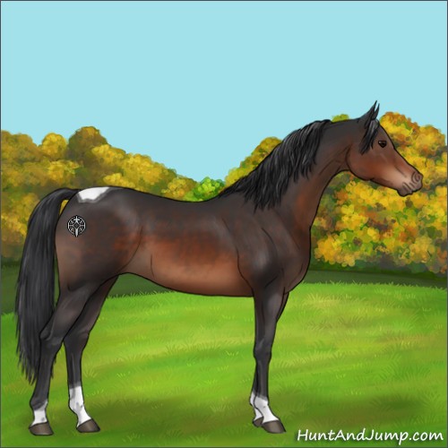 Horse Color:Brown Tobiano 