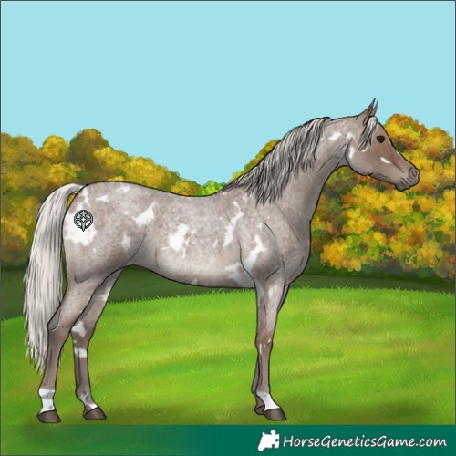 Horse Color:White Spotted Silver Blue Roan 