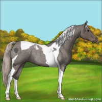 Horse Color:Silver Blue Roan Tobiano Rabicano 