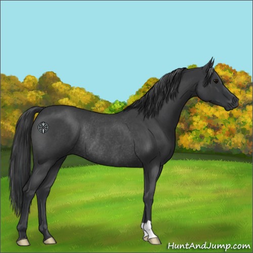 Horse Color:Blue Roan Rabicano