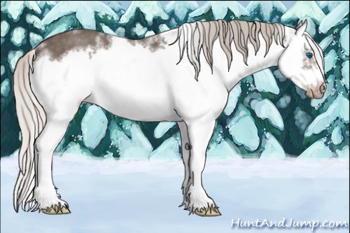 Horse Color:White Spotted Silver Blue Roan Splash Frame Appaloosa 