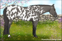 Horse Color:Grullo Appaloosa 