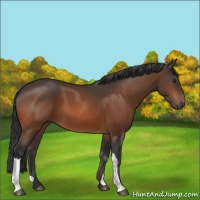 Horse Color:Bay 