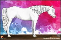 Horse Color:Silver Black Splash Appaloosa 